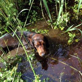 Cicou vom Lichtenbach