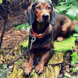 Cicou vom Lichtenbach