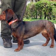 Cicou vom Lichtenbach