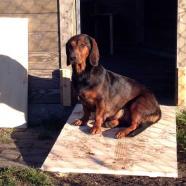 Cicou vom Lichtenbach