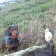 Cicou im Einsatz im Gebirge