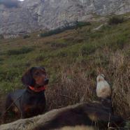 Cicou vom Lichtenbach