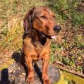 Artus vom wilden Ried