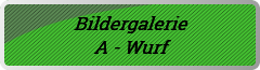 Bildergalerie
