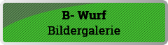 B- Wurf